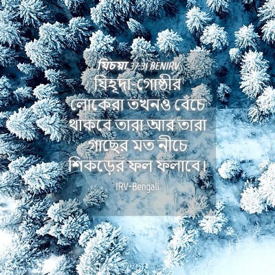 Picture 04 - যিচয়া 37:31 BENIRV - যিহূদা-গোষ্ঠীর - Bible Verse Picture