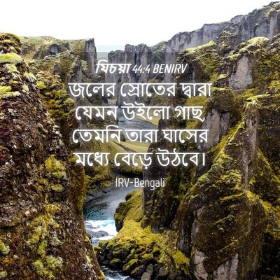 Picture 04 - যিচয়া 44:4 BENIRV - জলের স্রোতের - Bible Verse Picture