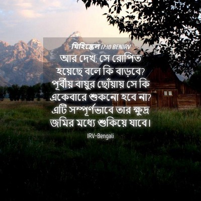 Picture 04 - যিহিষ্কেল 17:10 BENIRV - আর দেখ, সে রোপিত - Bible Verse Picture