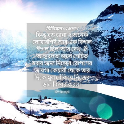 Picture 04 - যিহিষ্কেল 17:7 BENIRV - কিন্তু বড় ডানা ও - Bible Verse Picture