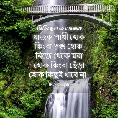 Picture 04 - যিহিষ্কেল 44:31 BENIRV - যাজক পাখী হোক - Bible Verse Picture