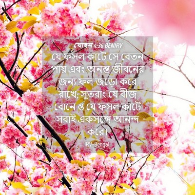 Picture 04 - যোহন 4:36 BENIRV - যে ফসল কাটে সে বেতন - Bible Verse Picture