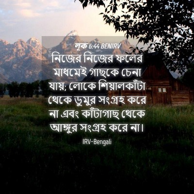 Picture 04 - লূক 6:44 BENIRV - নিজের নিজের ফলের - Bible Verse Picture