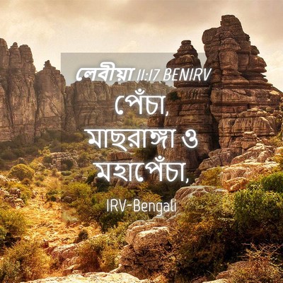 Picture 04 - লেবীয়া 11:17 BENIRV - পেঁচা, মাছরাঙ্গা ও - Bible Verse Picture