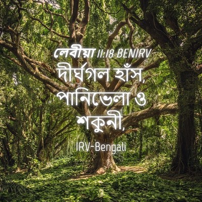 Picture 04 - লেবীয়া 11:18 BENIRV - দীর্ঘগল হাঁস, - Bible Verse Picture