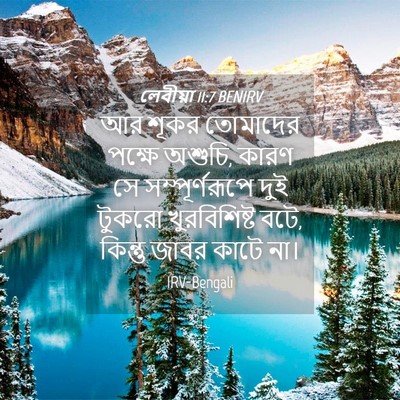 Picture 04 - লেবীয়া 11:7 BENIRV - আর শূকর তোমাদের - Bible Verse Picture