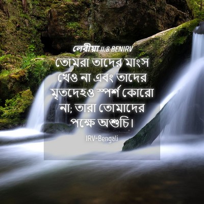 Picture 04 - লেবীয়া 11:8 BENIRV - তোমরা তাদের মাংস - Bible Verse Picture