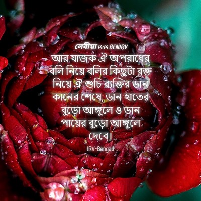 Picture 04 - লেবীয়া 14:14 BENIRV - আর যাজক ঐ অপরাধের - Bible Verse Picture