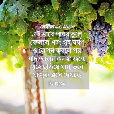 Picture 04 - লেবীয়া 14:43 BENIRV - এই ভাবে পাথর তুলে - Bible Verse Picture