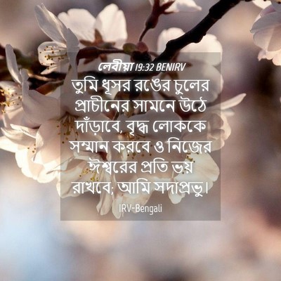 Picture 04 - লেবীয়া 19:32 BENIRV - তুমি ধূসর রঙের - Bible Verse Picture