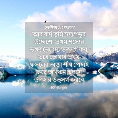 Picture 04 - লেবীয়া 2:14 BENIRV - আর যদি তুমি - Bible Verse Picture