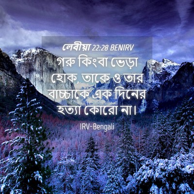Picture 04 - লেবীয়া 22:28 BENIRV - গরু কিংবা ভেড়া - Bible Verse Picture