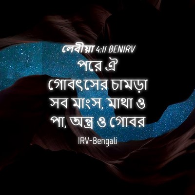 Picture 04 - লেবীয়া 4:11 BENIRV - পরে ঐ গোবৎসের - Bible Verse Picture