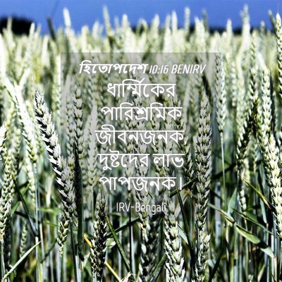 Picture 04 - হিতোপদেশ 10:16 BENIRV - ধার্ম্মিকের - Bible Verse Picture