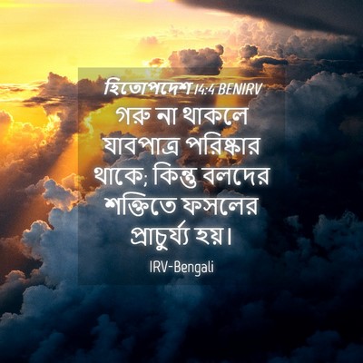 Picture 04 - হিতোপদেশ 14:4 BENIRV - গরু না থাকলে - Bible Verse Picture