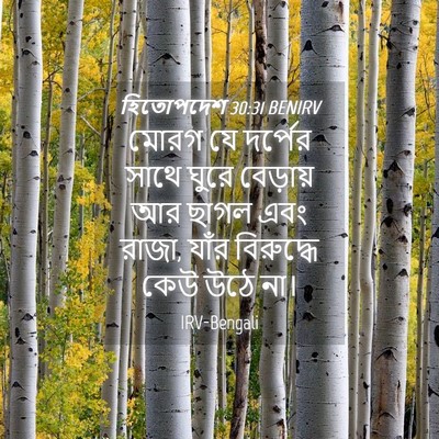 Picture 04 - হিতোপদেশ 30:31 BENIRV - মোরগ যে দর্পের - Bible Verse Picture