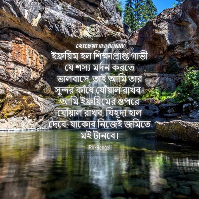 Picture 04 - হোচেয়া 10:11 BENIRV - ইফ্রয়িম হল - Bible Verse Picture