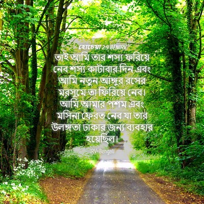 Picture 04 - হোচেয়া 2:9 BENIRV - তাই আমি তার শস্য - Bible Verse Picture