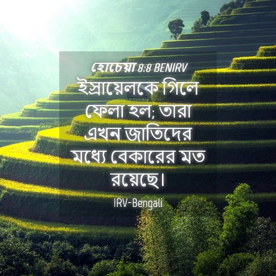 Picture 04 - হোচেয়া 8:8 BENIRV - ইস্রায়েলকে গিলে - Bible Verse Picture