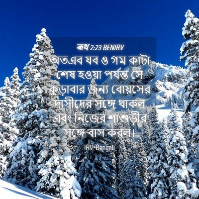 Picture 04 - ৰূথ 2:23 BENIRV - অতএব যব ও গম কাটা - Bible Verse Picture