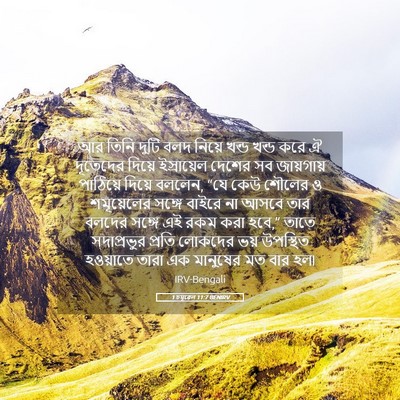 Picture 05 - 1 চমূৱেল 11:7 BENIRV - আর তিনি দুটি বলদ - Bible Verse Picture