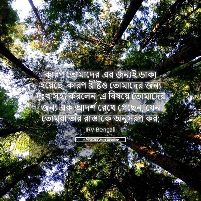 Picture 05 - 1 পিতরের 2:21 BENIRV - কারণ তোমাদের এর - Bible Verse Picture