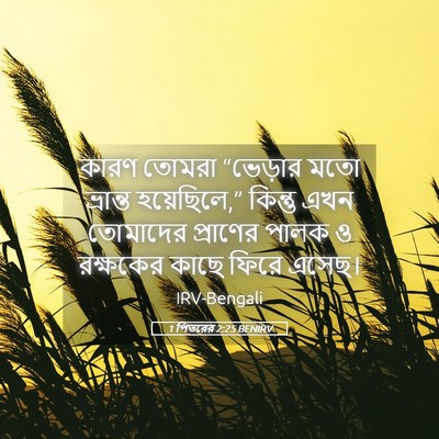 Picture 05 - 1 পিতরের 2:25 BENIRV - কারণ তোমরা - Bible Verse Picture