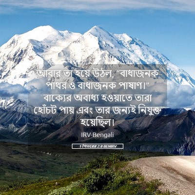 Picture 05 - 1 পিতরের 2:8 BENIRV - আবার তা হয়ে উঠল, - Bible Verse Picture