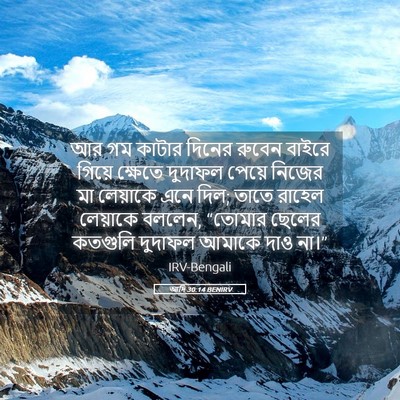 Picture 05 - আদি 30:14 BENIRV - আর গম কাটার দিনের - Bible Verse Picture