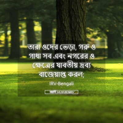 Picture 05 - আদি 34:28 BENIRV - তারা ওদের ভেড়া, - Bible Verse Picture