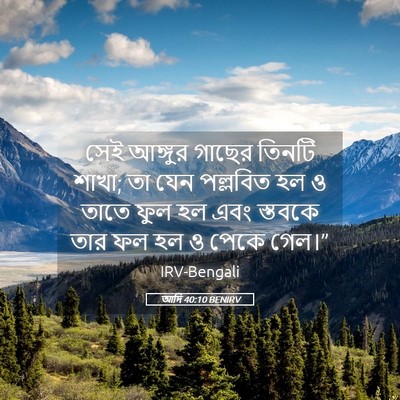 Picture 05 - আদি 40:10 BENIRV - সেই আঙ্গুর গাছের - Bible Verse Picture