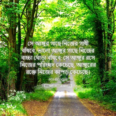Picture 05 - আদি 49:11 BENIRV - সে আঙ্গুর গাছে - Bible Verse Picture