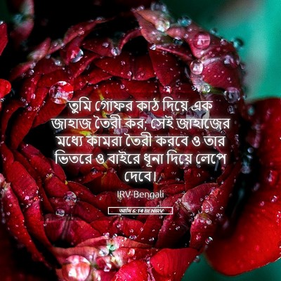 Picture 05 - আদি 6:14 BENIRV - তুমি গোফর কাঠ - Bible Verse Picture