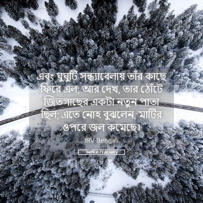 Picture 05 - আদি 8:11 BENIRV - এবং ঘুঘুটি - Bible Verse Picture