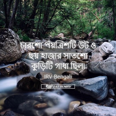 Picture 05 - ইজ্ৰা 2:67 BENIRV - চারশো পঁয়ত্রিশটি - Bible Verse Picture