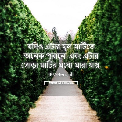 Picture 05 - ইয়োব 14:8 BENIRV - যদিও এটার মূল - Bible Verse Picture