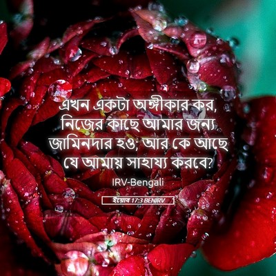 Picture 05 - ইয়োব 17:3 BENIRV - এখন একটা অঙ্গীকার - Bible Verse Picture