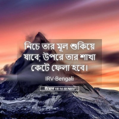 Picture 05 - ইয়োব 18:16 BENIRV - নিচে তার মূল - Bible Verse Picture