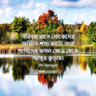 Picture 05 - ইয়োব 24:6 BENIRV - গরিবরা রাতে - Bible Verse Picture