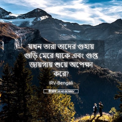 Picture 05 - ইয়োব 38:40 BENIRV - যখন তারা তাদের - Bible Verse Picture