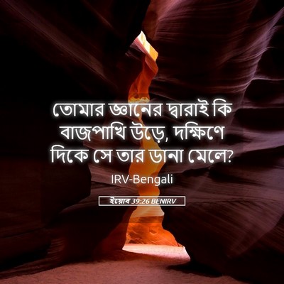 Picture 05 - ইয়োব 39:26 BENIRV - তোমার জ্ঞানের - Bible Verse Picture