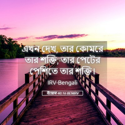 Picture 05 - ইয়োব 40:16 BENIRV - এখন দেখ, তার কোমরে - Bible Verse Picture