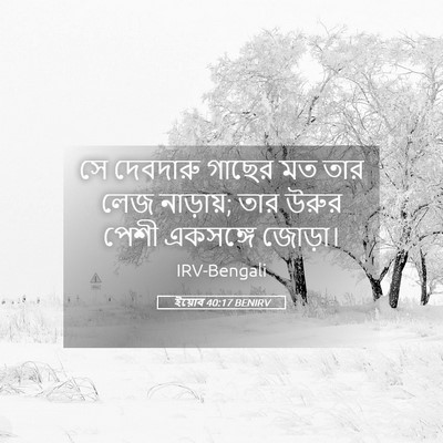 Picture 05 - ইয়োব 40:17 BENIRV - সে দেবদারু গাছের - Bible Verse Picture