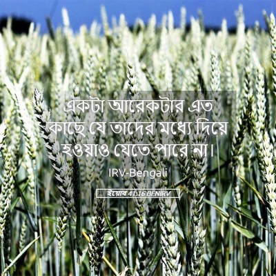 Picture 05 - ইয়োব 41:16 BENIRV - একটা আরেকটার এত - Bible Verse Picture