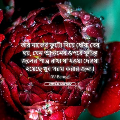 Picture 05 - ইয়োব 41:20 BENIRV - তার নাকের ফুটো - Bible Verse Picture