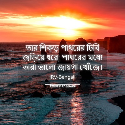 Picture 05 - ইয়োব 8:17 BENIRV - তার শিকড় পাথরের - Bible Verse Picture