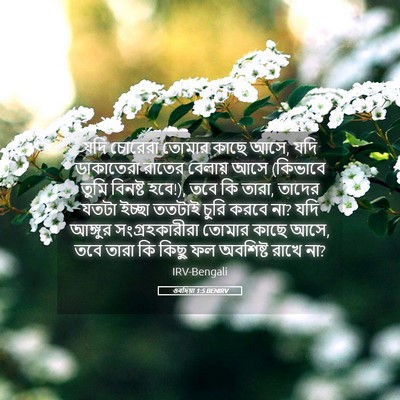 Picture 05 - ওবদিয়া 1:5 BENIRV - যদি চোরেরা তোমার - Bible Verse Picture