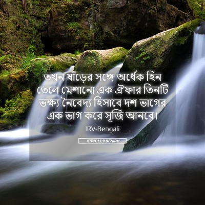 Picture 05 - গননা 15:9 BENIRV - তখন ষাঁড়ের সঙ্গে - Bible Verse Picture