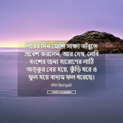Picture 05 - গননা 17:8 BENIRV - পরের দিন মোশি - Bible Verse Picture