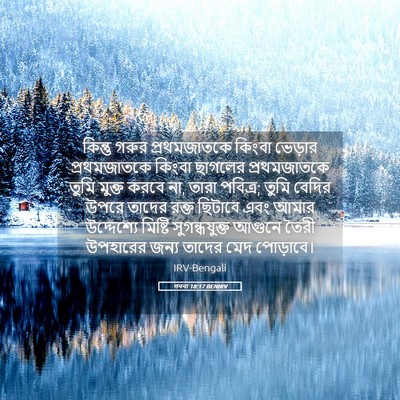Picture 05 - গননা 18:17 BENIRV - কিন্তু গরুর - Bible Verse Picture